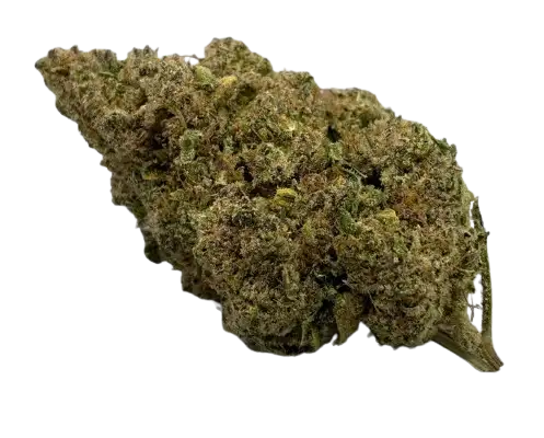 White Shark